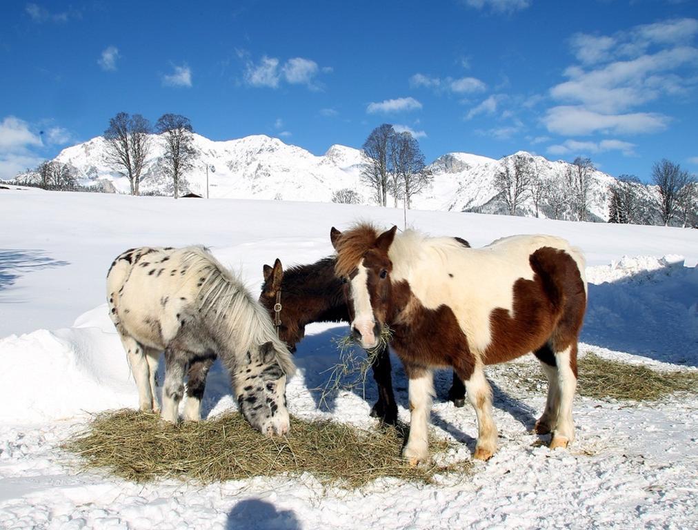 Apartamento Biobauernhof Brandlhof Ramsau am Dachstein Exterior foto